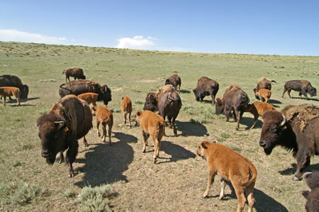 Bison