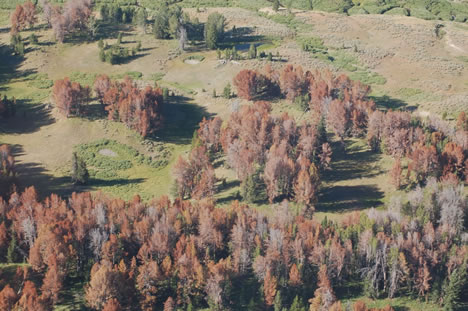 Beetle killed whitebark pines